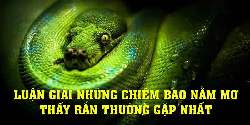 Cùng 78WIN luận giải các trường hợp nằm mơ thấy rắn