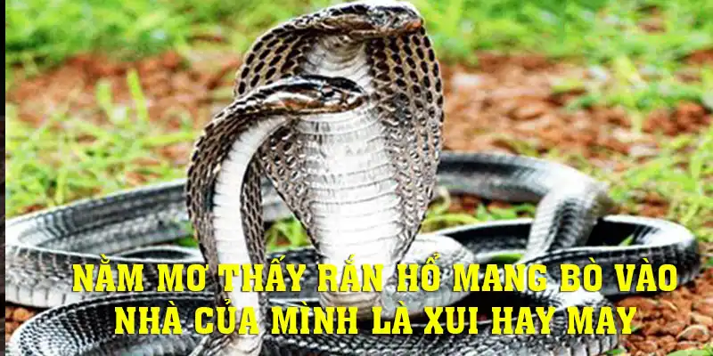 Hổ mang bò vào nhà trong mơ là điềm báo may